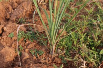 Green Gold Lemongrass