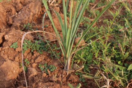 Green Gold Lemongrass