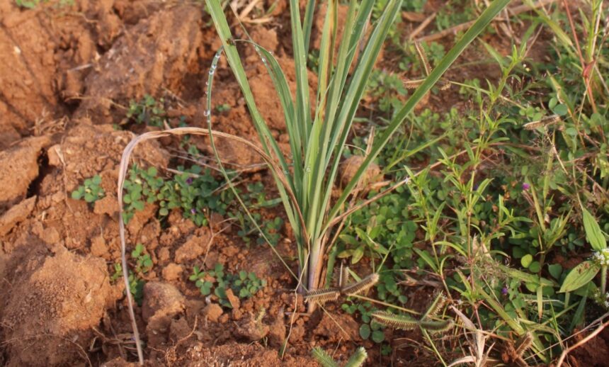 Green Gold Lemongrass