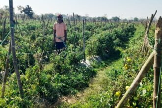 Modern Farming Success