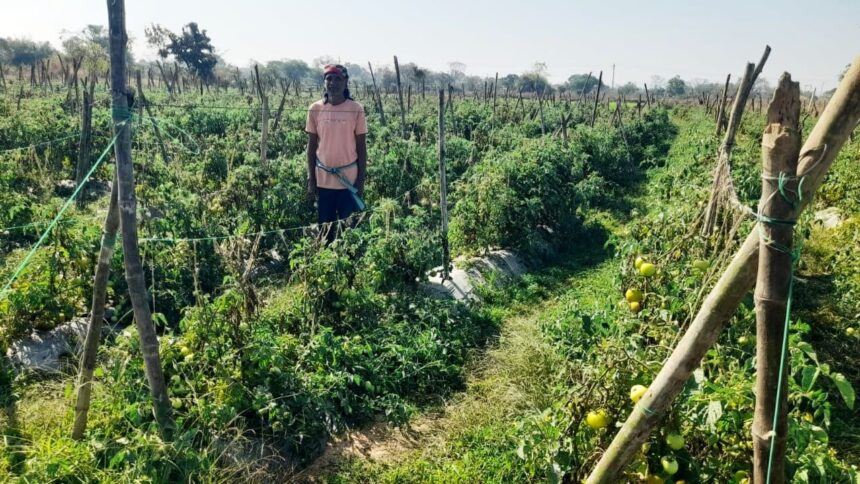 Modern Farming Success