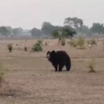 Pachpedi Bear