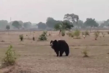 Pachpedi Bear