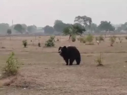Pachpedi Bear