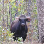 Balodabazar Bison Attack