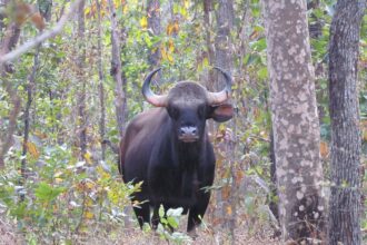 Balodabazar Bison Attack
