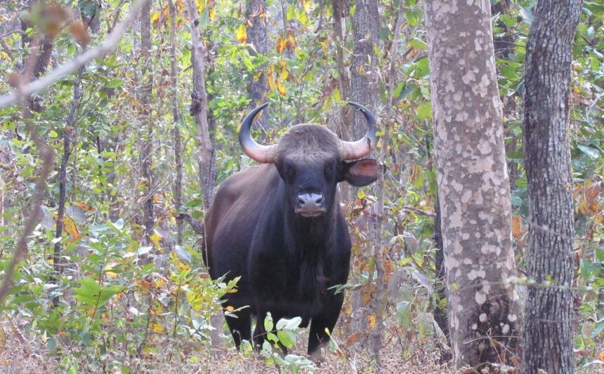 Balodabazar Bison Attack