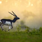 Barnawapara Wildlife