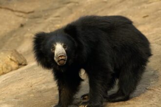 Bear Attack