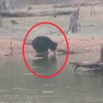 Bear Searching Water in Balod