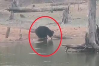 Bear Searching Water in Balod