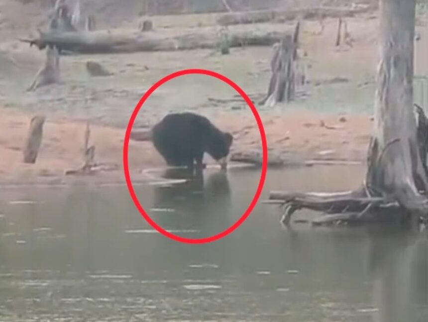 Bear Searching Water in Balod