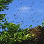 Bee Attack