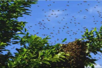 Bee Attack