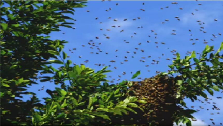 Bee Attack