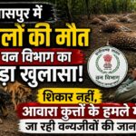 Cheetal Death 
