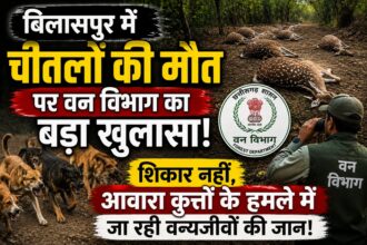 Cheetal Death 