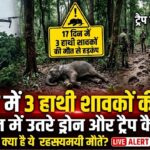 Elephant Calf Death