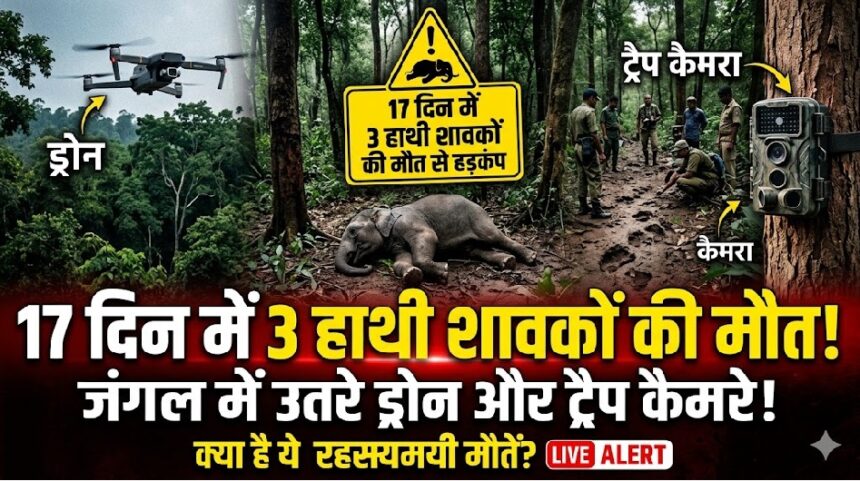 Elephant Calf Death