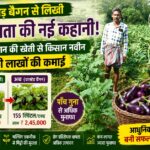 Grafted Brinjal Farming