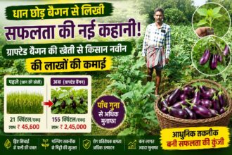 Grafted Brinjal Farming