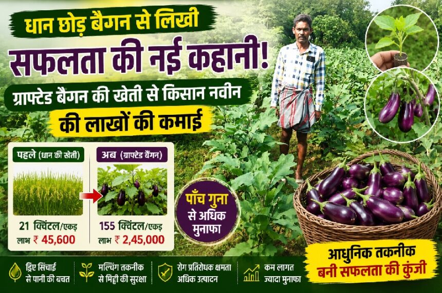 Grafted Brinjal Farming
