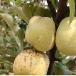 Jashpur Apple Farming 