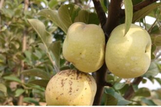 Jashpur Apple Farming 