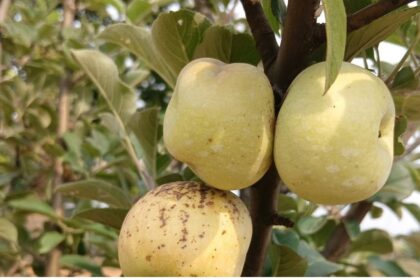 Jashpur Apple Farming 