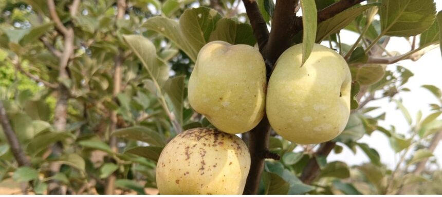 Jashpur Apple Farming 