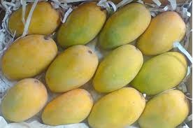 National Mango Festival Raipur