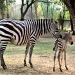 Naya Raipur Jungle Safari