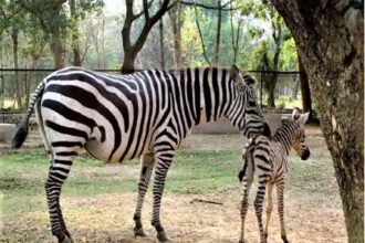 Naya Raipur Jungle Safari
