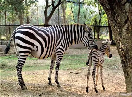 Naya Raipur Jungle Safari
