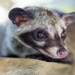 Palm Civet