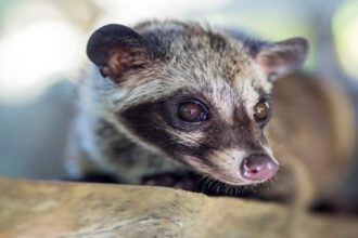 Palm Civet