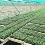 Pendri Nursery