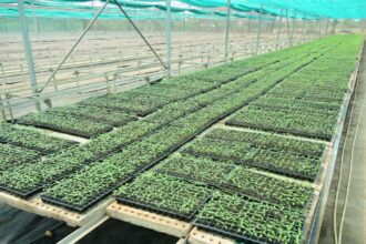 Pendri Nursery