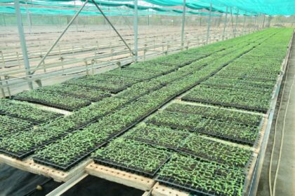 Pendri Nursery