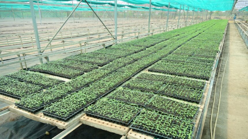 Pendri Nursery