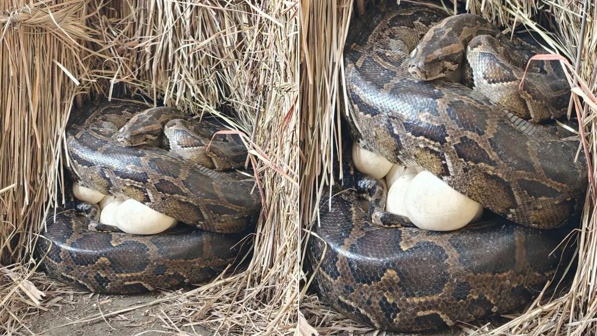 Python Snake : अजगर सांप के साथ मिले दर्जनों अंडे, अचानक क्यों मचा हड़कंप
