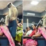 Monkey Viral Video
