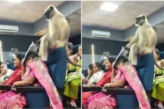 Monkey Viral Video