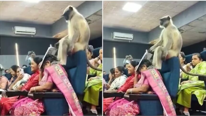 Monkey Viral Video