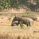 Baby Elephant Death