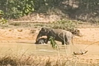 Baby Elephant Death