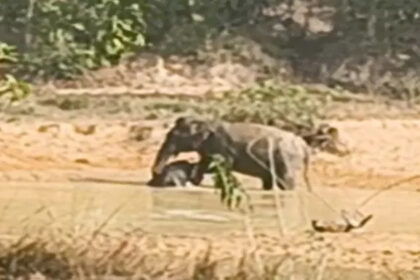 Baby Elephant Death