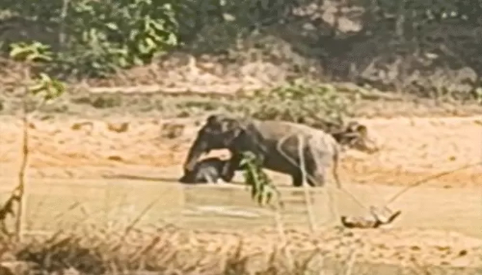 Baby Elephant Death