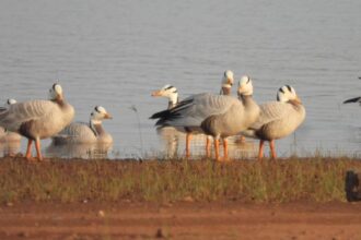 World Migratory Bird Day