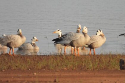 World Migratory Bird Day